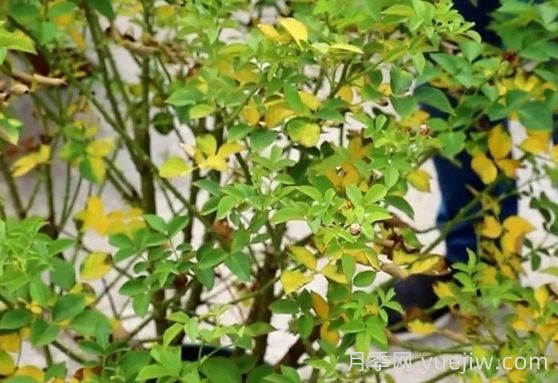 月季被高温烫伤了怎么办?(图4) 月季被高温烫伤了怎么办?(图4)