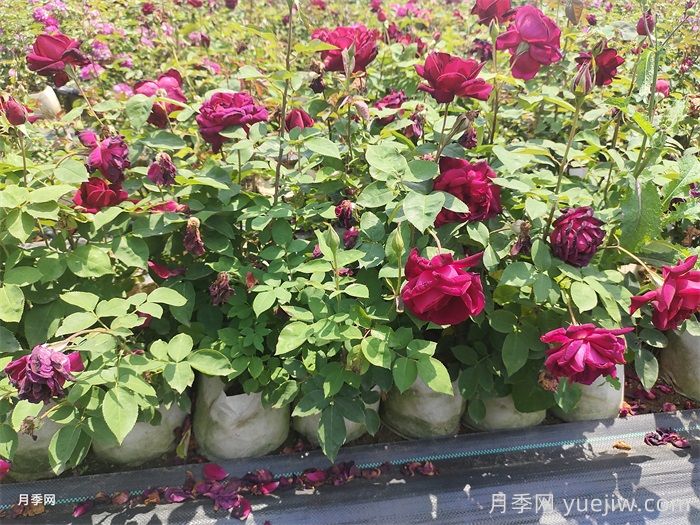 盆栽月季防暑降温小妙招，你知道吗？(图1)