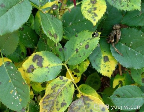 月季夏天总养死？新手避开这些坑(图1)