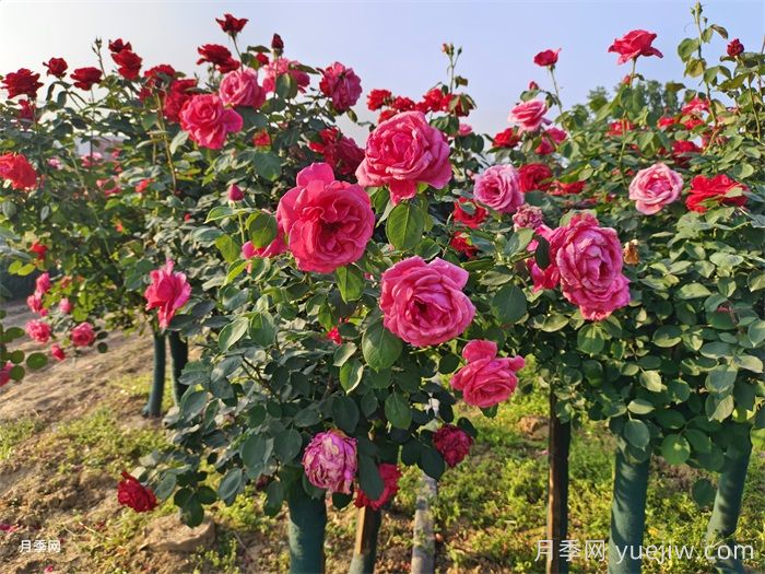 立夏后浇水别瞎浇！这样做月季花不烂根(图2)