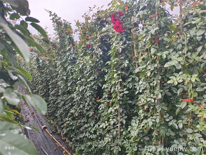 如何挑选健康的月季苗？月季苗挑选指南不踩坑(图2)