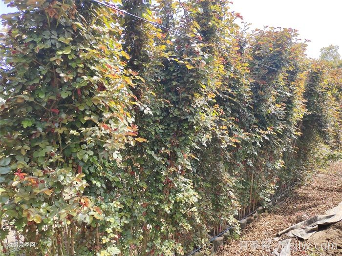 月季花移栽后僵苗的原因及应对措施(图1)