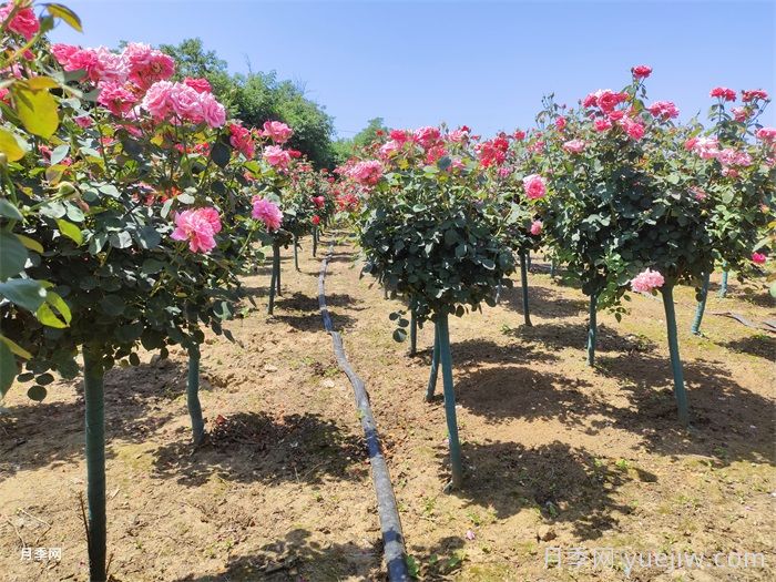 商丘多色树状月季的修剪办法？你剪对了吗(图1)