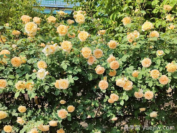 月季不开花到底是什么原因？月季爆花教程(图2)