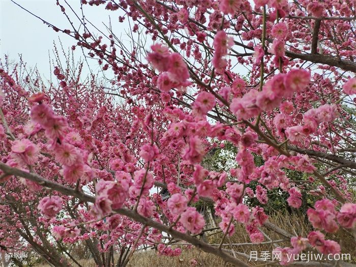 15种常见先花后叶植物汇总(图1)