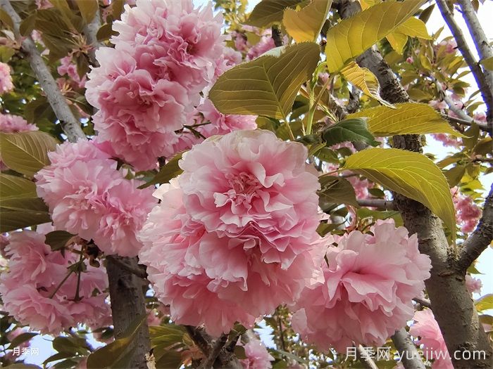 15种常见先花后叶植物汇总(图6)