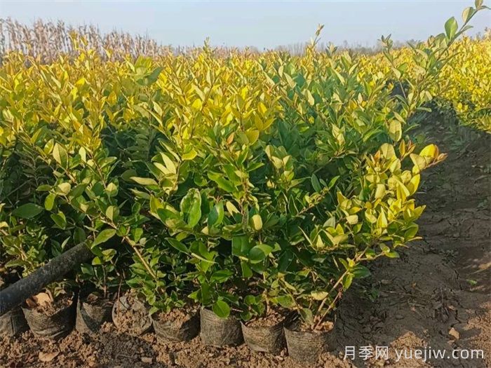 金森女贞和金叶女贞的区别有哪些？(图1)