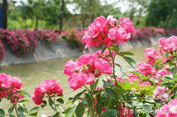 暮春初夏，咸阳泾阳蔷薇花盛放(图2)