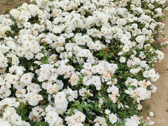 月季大神会集齐10种颜色的月季花品种(图7)