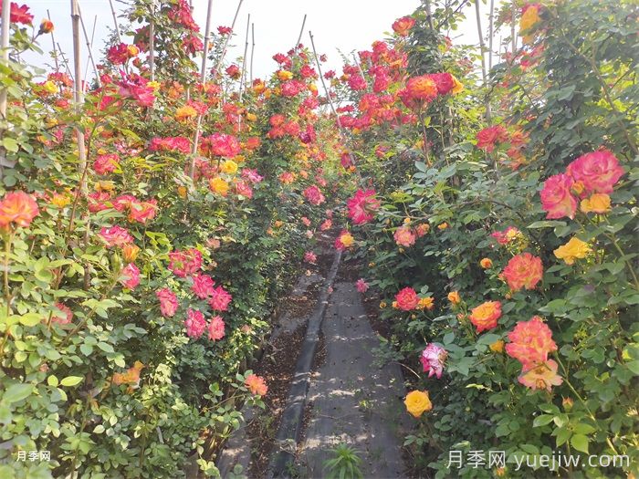 新手如何种植月季花？详细攻略教程请查收(图3)