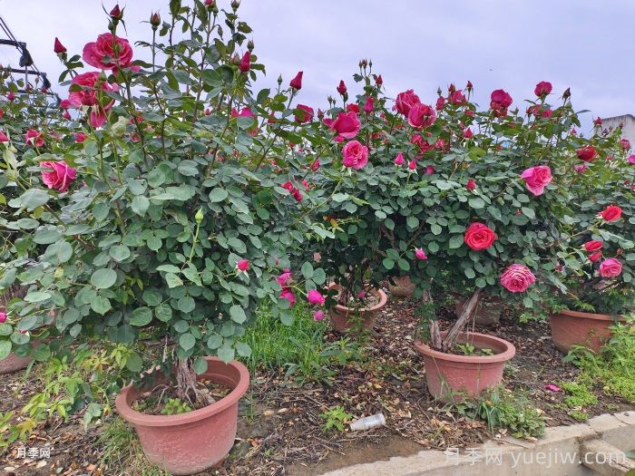 月季树：高贵典雅、花色花型多样，优点有点多 (图2)