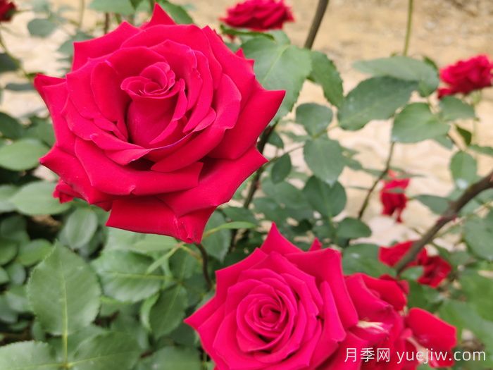 夏末秋初第一波月季花，能不能看？要不要留？(图1)