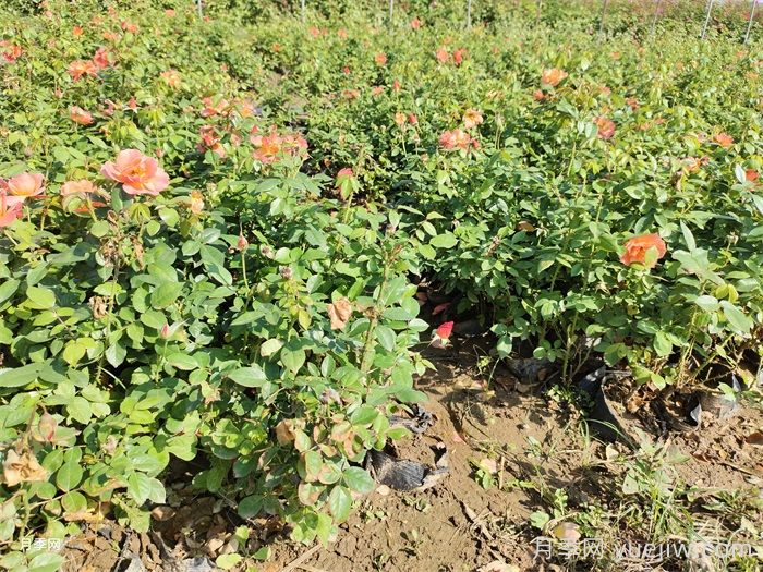 入秋的第一波肥，月季要如何施肥？(图2)