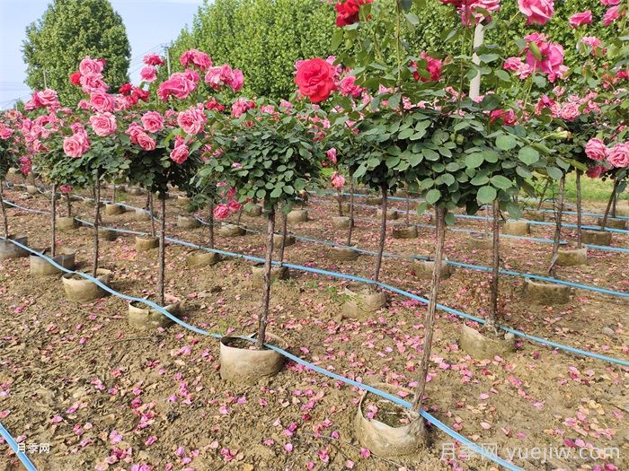 9月月季花事，月季养护分区域版本(图1)