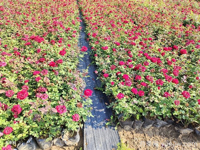 9月月季花事，月季养护分区域版本(图2)