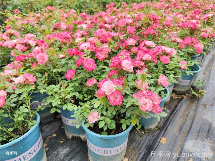 对月季花卉生长影响的常见9种营养元素(图1)