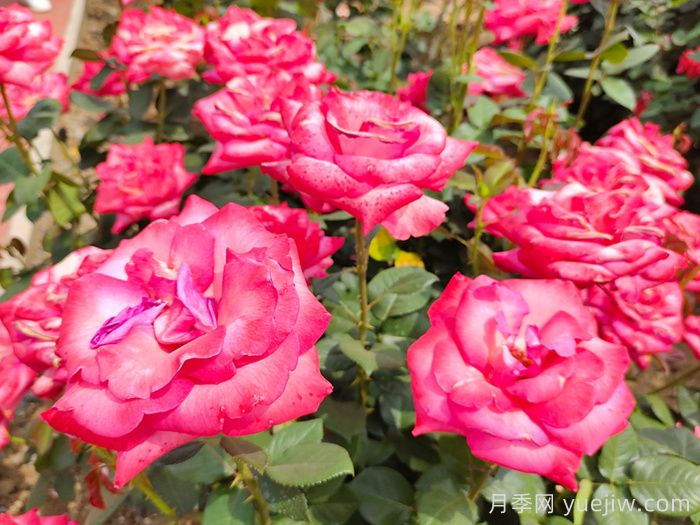 月季花什么时候开？南阳月季花期4～11月(图1)