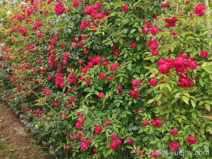 红木香花是不是月季花？(图2)