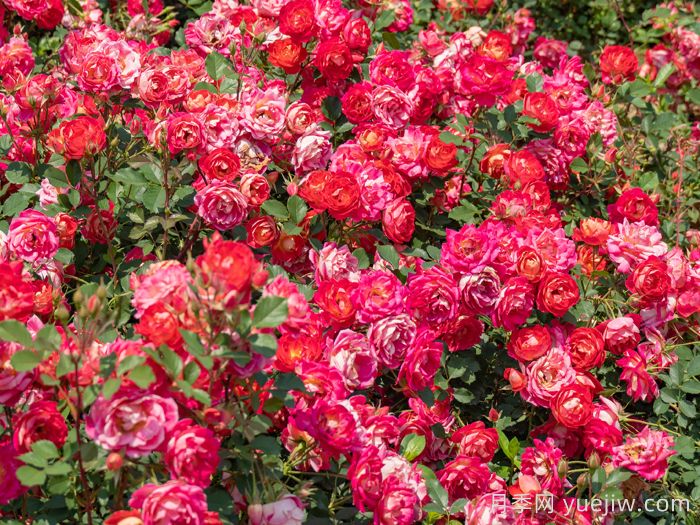西子婉约月季介绍和优缺点(图1)