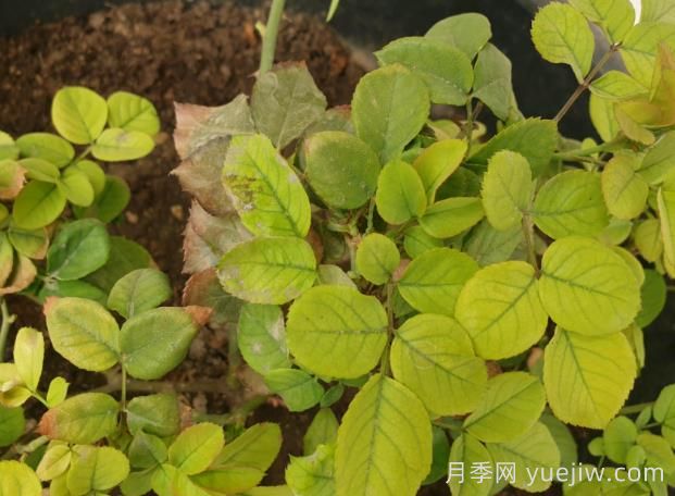 月季黄叶是因为什么原因？帮你判断和解决(图1)