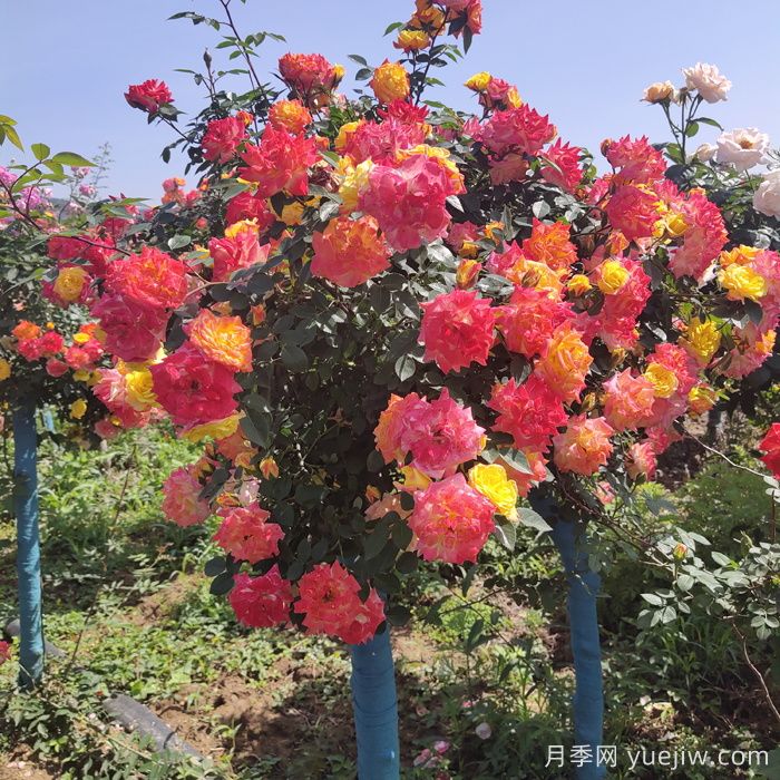 夏天开败的月季花，如何能快速再次开花？(图1)