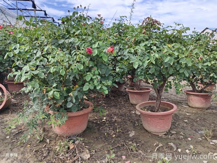 月季度夏，月季高温保命指南(图1)