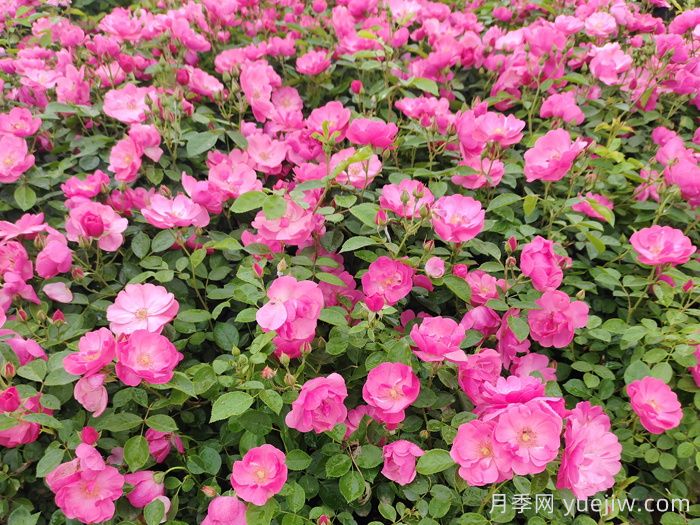 会养月季花，来把普通月季养成造型艺术品(图1)