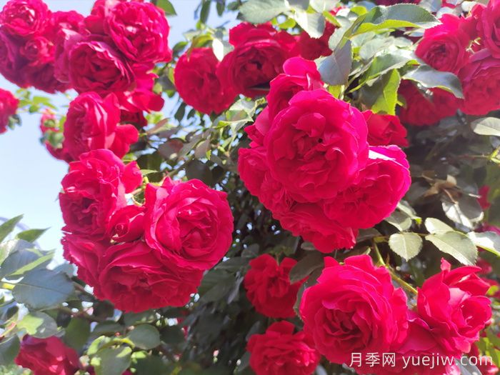 李子柒的红色月季花墙，蒂娜月季好养易打理(图1)