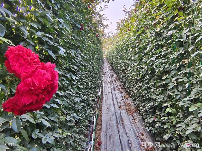 李子柒的红色月季花墙，蒂娜月季好养易打理(图3)
