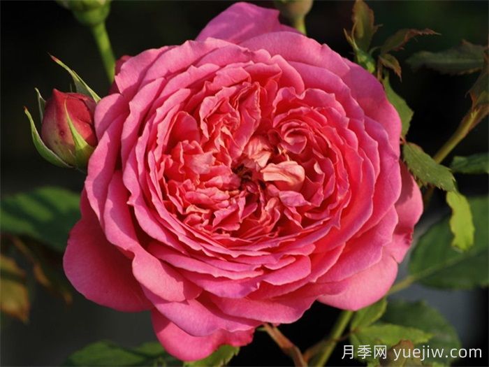 银禧庆典月季复花超快，口碑极佳(图1)