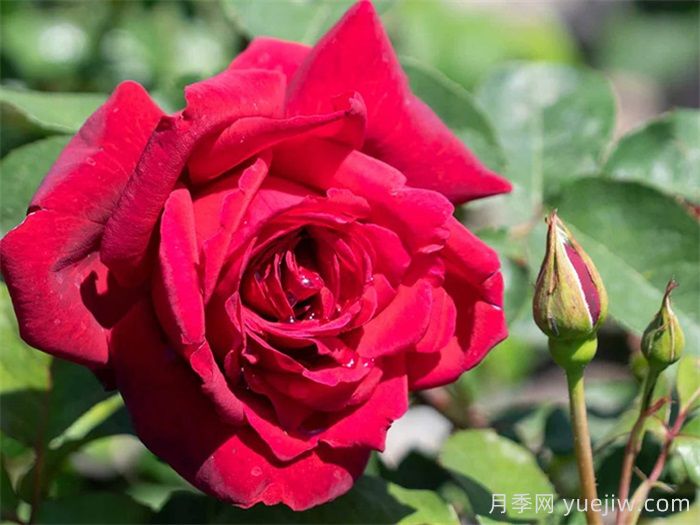 玫瑰花有哪些颜色？盘点十大常见玫瑰花颜色(图1)