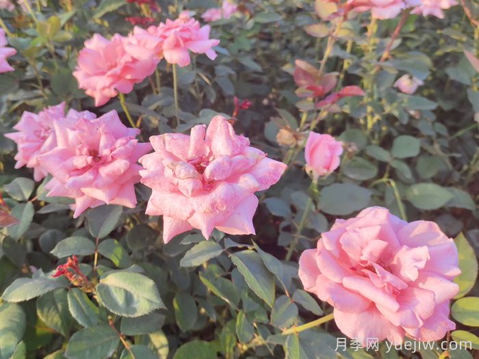 香水月季花，花朵硕大，颜色鲜艳，花香宜人(图2)