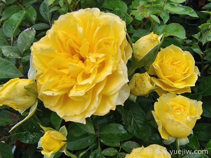 专属12星座的月季花，星座系列月季大全(图3)