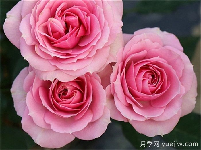 专属12星座的月季花，星座系列月季大全(图4)