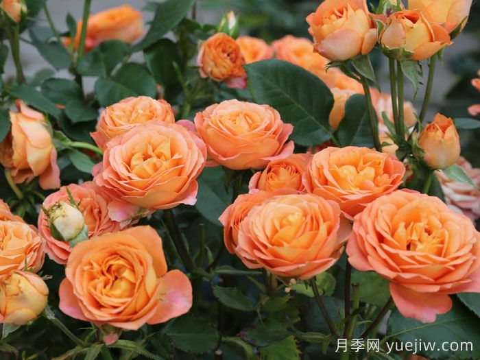 专属12星座的月季花，星座系列月季大全(图1)