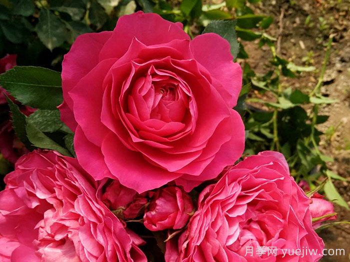 专属12星座的月季花，星座系列月季大全(图2)