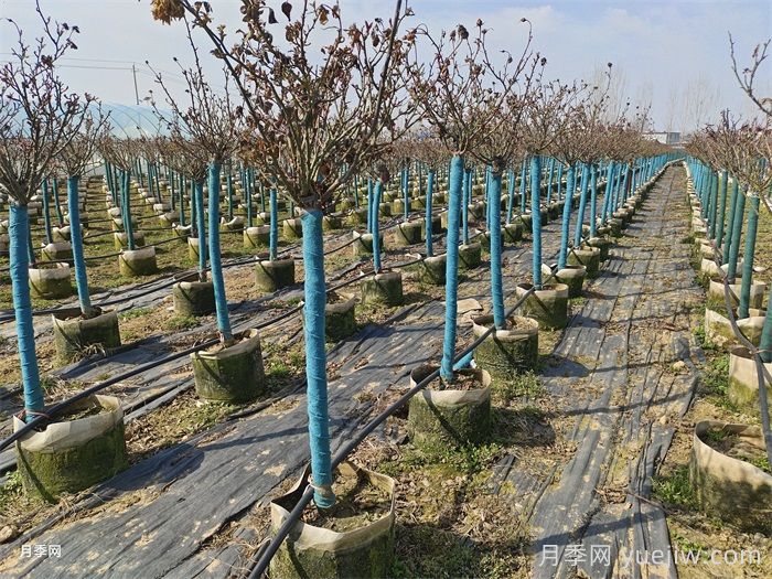 地栽养月季，要不要每年换新土？(图1)