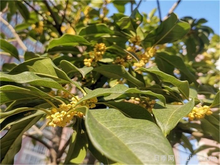 有哪些绿化工程苗越来越受欢迎？(图1)