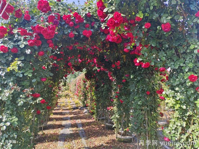 造型月季拱门在园林景观中的作用(图1)