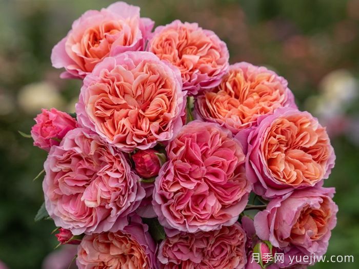 小空间能养的月季在这，值得入手的微型月季(图2)