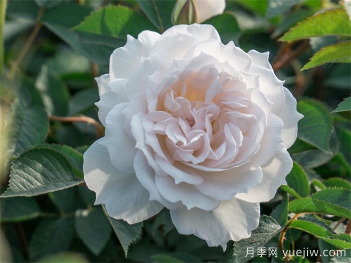 治愈系白色月季推荐，每一款都值得拥有(图2)