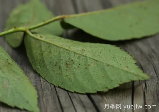 月季红蜘蛛大爆发，怎么给它们彻底消灭干净？(图1)