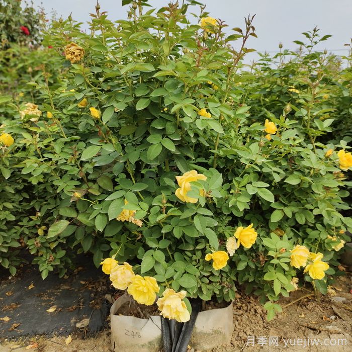 南阳月季花多少钱一株？南阳月季苗价格(图1)