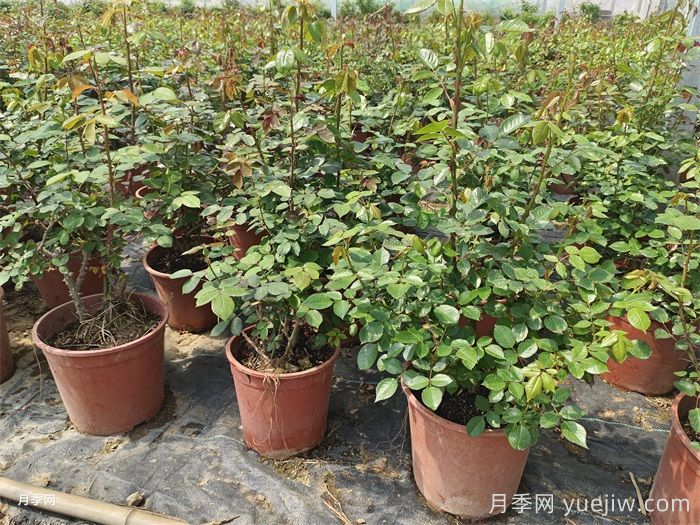 新买的月季苗如何换盆？(图1)