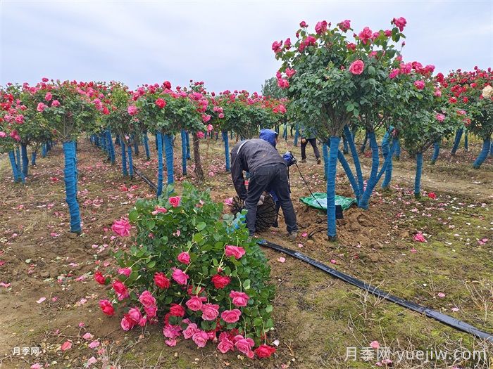 古桩月季移栽日常养护管理技术(图2)