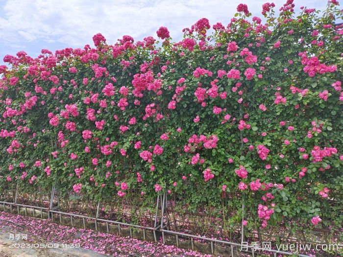 立体墙面绿化的应用和花木配置选择(图1)