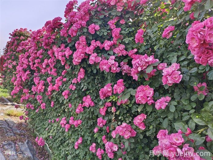 立体墙面绿化的应用和花木配置选择(图2)