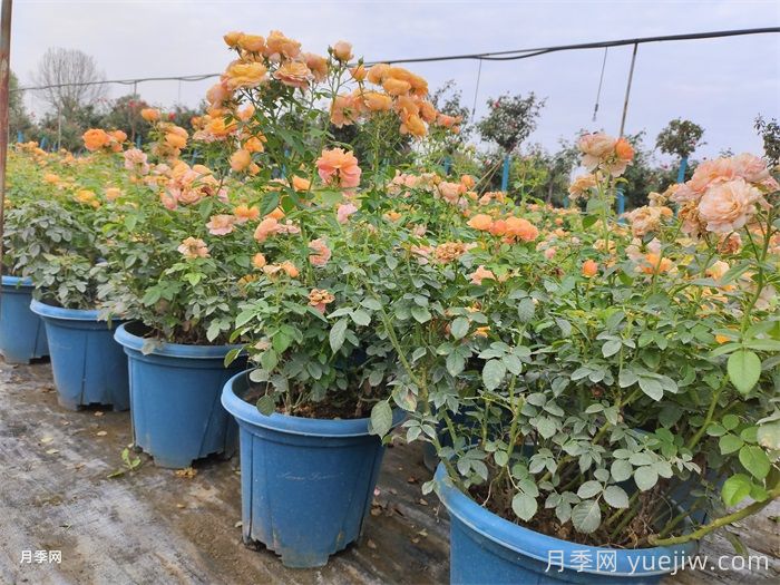 月季嫩尖干瘪，到底是什么问题产生的？(图3)