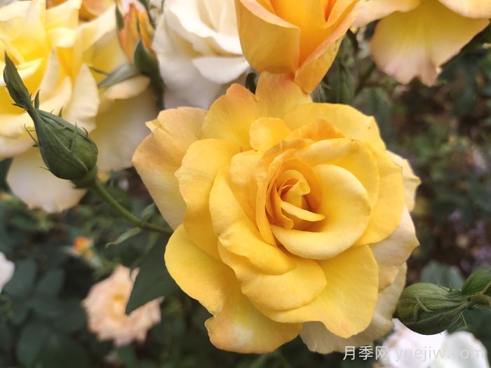 怎么选园林绿化月季品种？(图2)