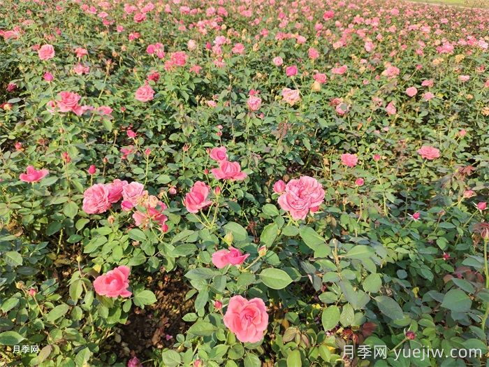 新手适合养大花月季还是丰花月季？(图2)